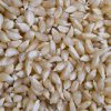 petite-maize-popcorn-kernels-closeup
